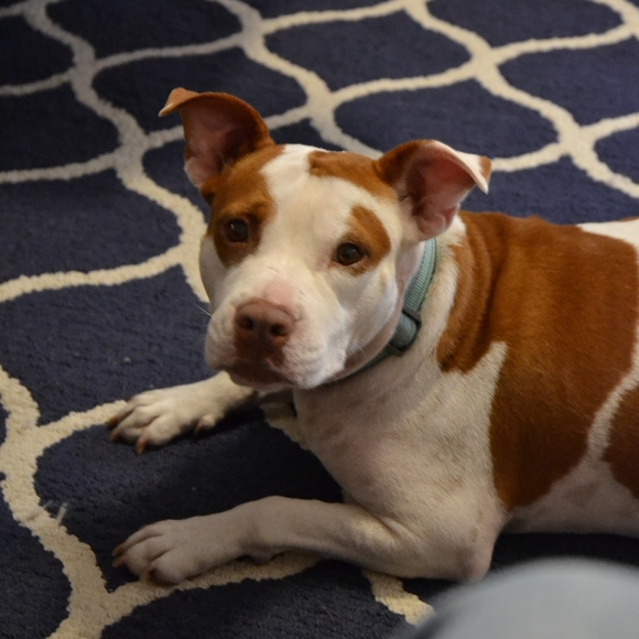 Meet your Posher, Mariana - Picture 3 of 4